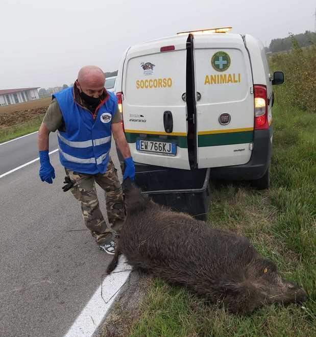 Cinghiale di 120 chili investito e ucciso nella zona di Pratissolo