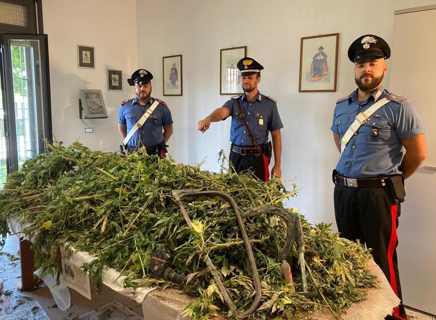 Scoperta nella boscaglia una piantagione di “maria” Denunciato un 50enne 