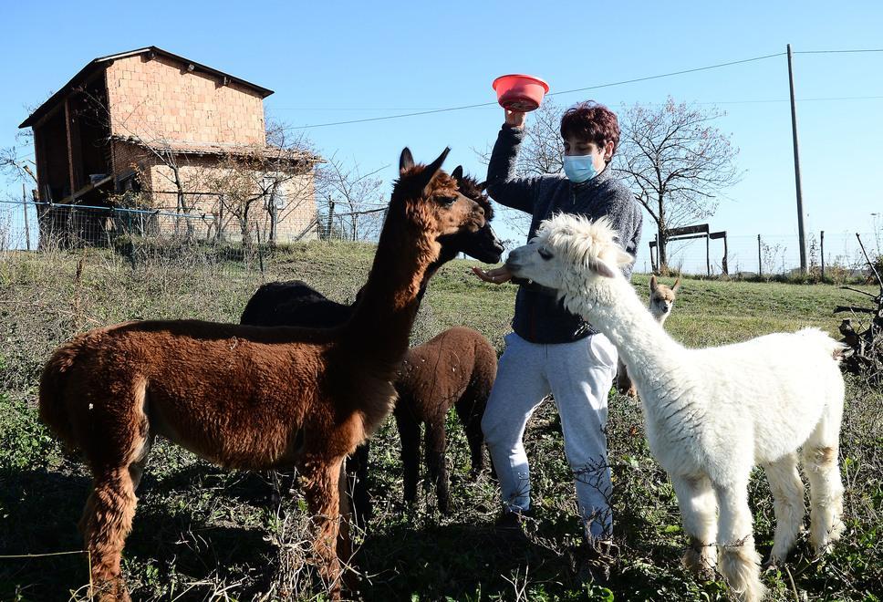 Serramazzoni. L’azienda Barbona di Sotto l’unica che alleva gli alpaca 