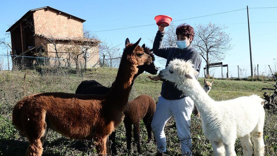 Serramazzoni. L’azienda Barbona di Sotto l’unica che alleva gli alpaca