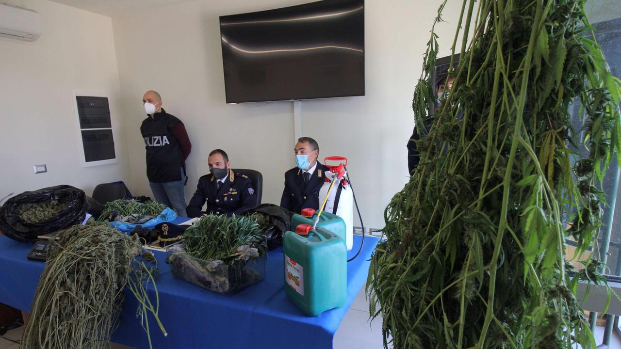 I dirigenti della Questura mostrano una parte della marijuana sequestrata