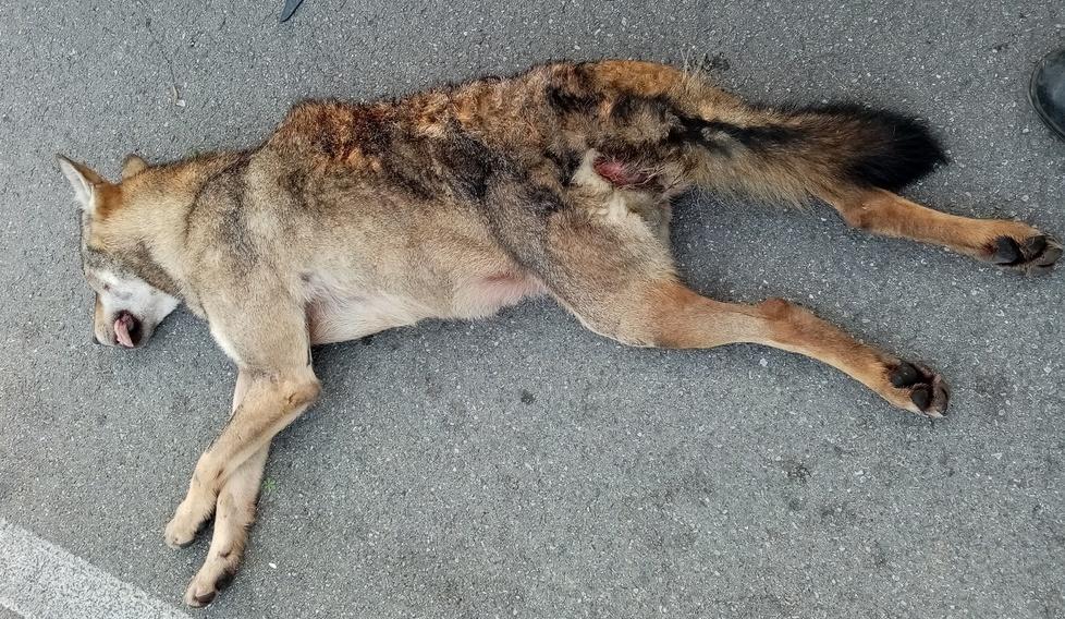 Lupa investita e uccisa sulla tangenziale, «Sempre più spesso raggiungono la città» 