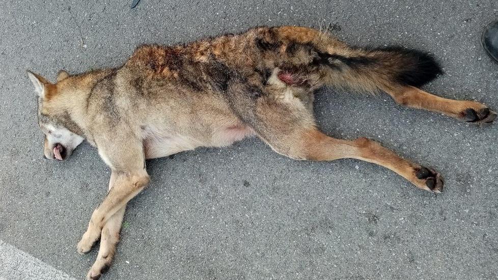 Lupa investita e uccisa sulla tangenziale, «Sempre più spesso raggiungono la città»