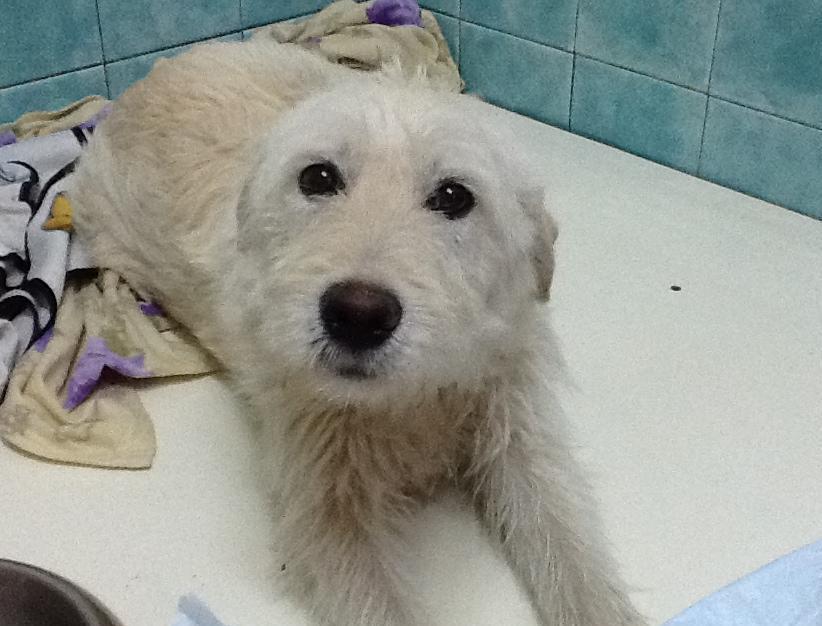 Microchippatura a Ozieri Esporlatu, Benetutti e Ittireddu