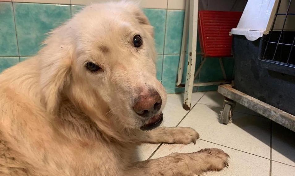 Porto Torres, soccorrono il cane e il pastore li querela: assolti tre animalisti 