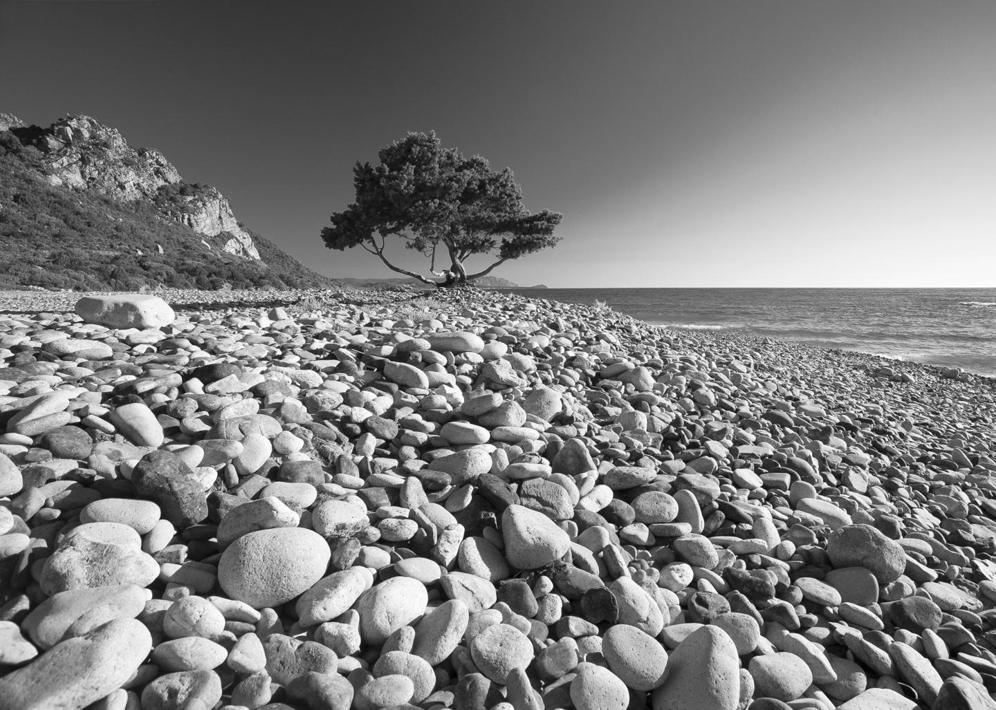 “Attaccati alle radici”, le meraviglie verdi 