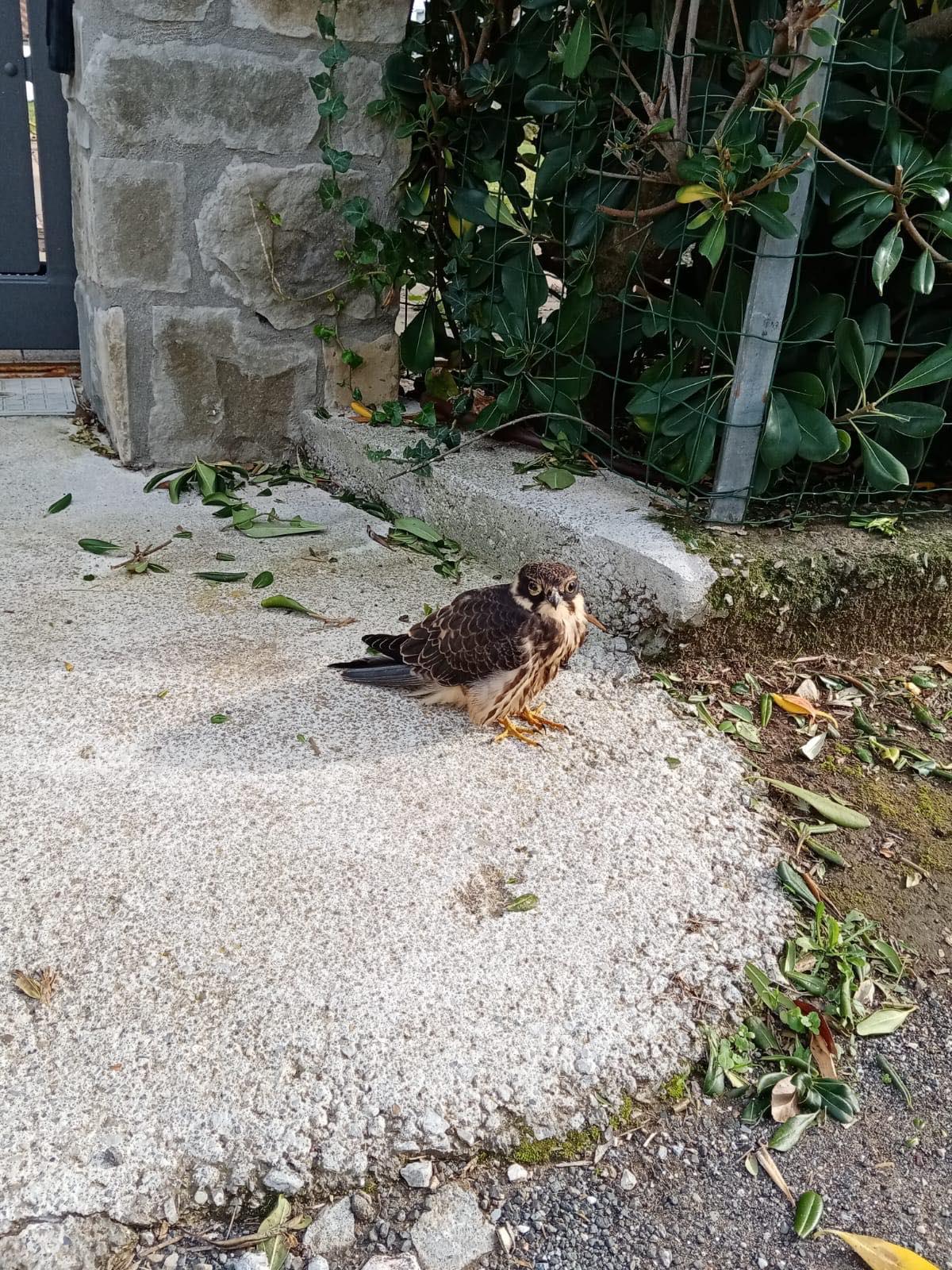 Il piccolo rapace al momento del recupero a Montemazzano