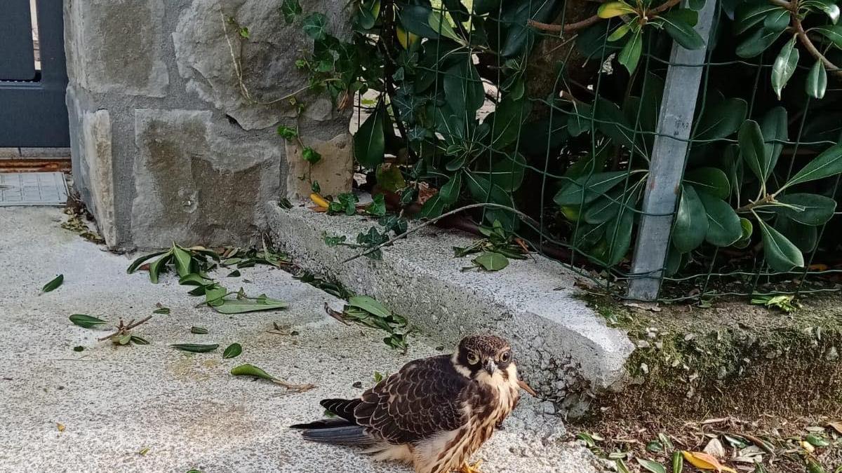 Il piccolo rapace al momento del recupero a Montemazzano
