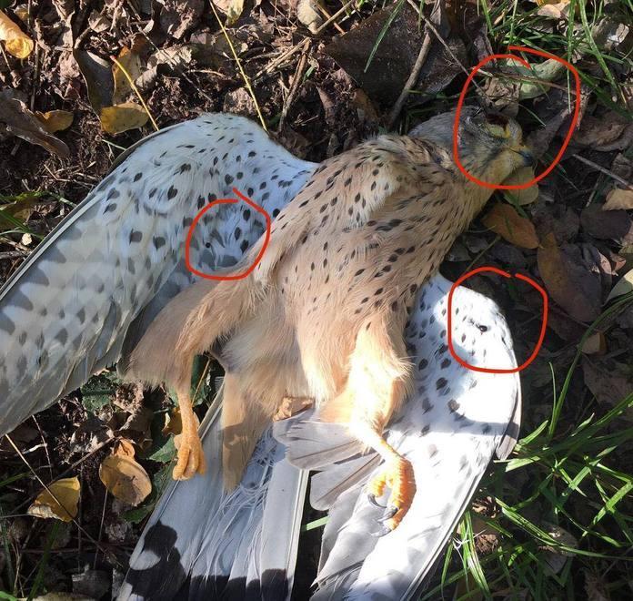 Gheppio ucciso a fucilate nel Padule di Bientina 