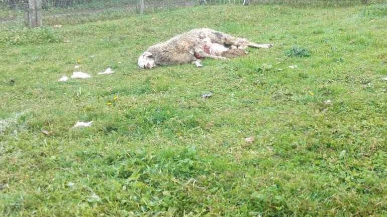 I lupi tornano ad attaccare a Camporgiano