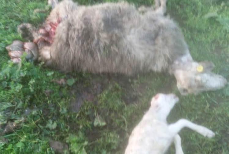 Bauladu, le razzie di cinghiali e volpi 