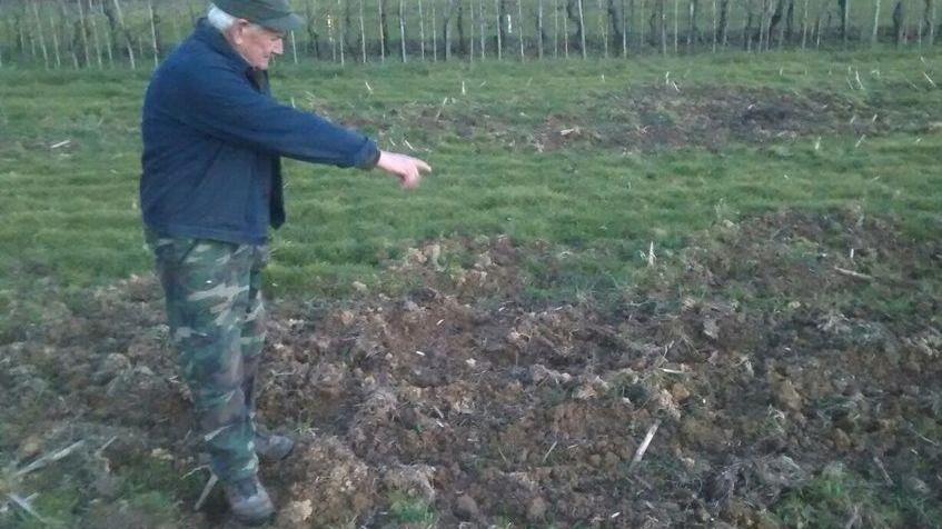 Allarme cinghiali, l'assessore Frediani: «Sono diventati un pericolo per tutti: servono interventi»
