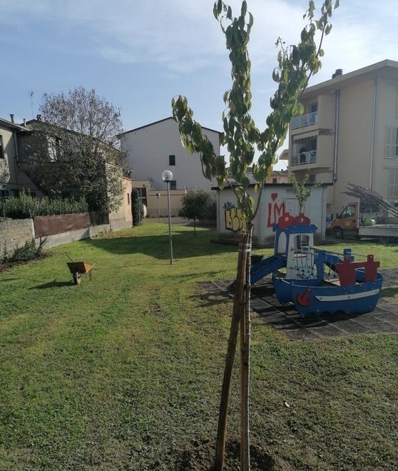 Piazze e viale Gramsci abbelliti da 31 alberi