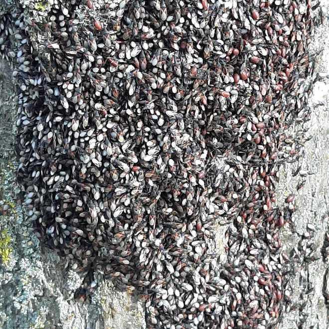Alberi invasi dalle cimici «Ma non sono pericolose» 