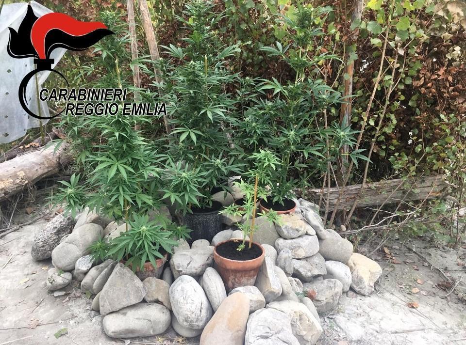 Coppia di coniugi, lei incinta, coltivavano marijuana, denunciati