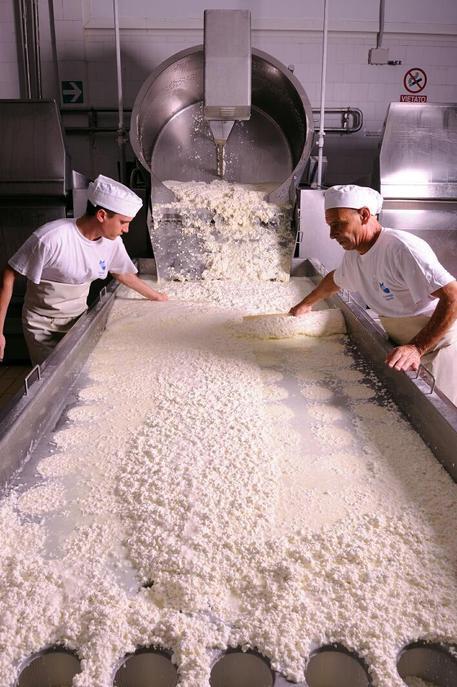 Tre formaggi sardi diventano presidi Slow food