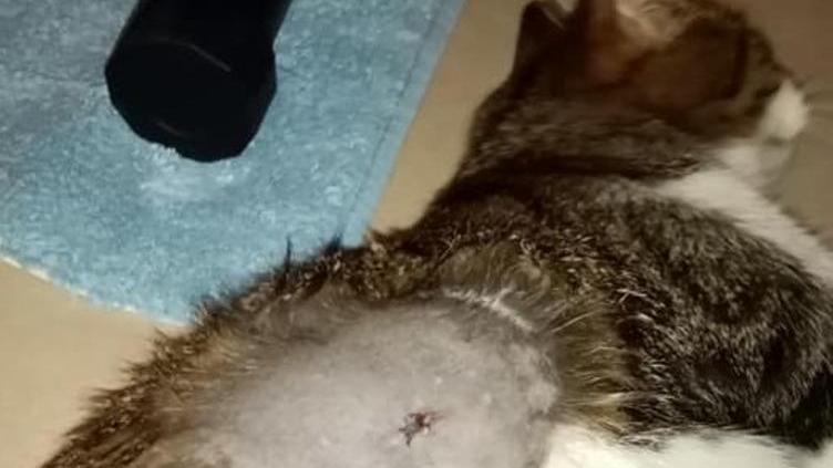 Gatto impallinato a Poggio «Un brutto “scherzo” Ma ora Birba sta bene»