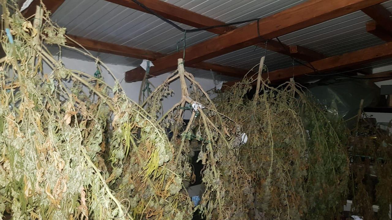 Parte delle piante di marijuana sequestrate