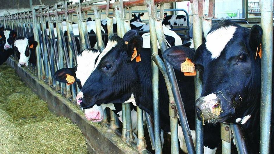 "Maleodoranze molto intense", ora lo conferma anche l’Arpat