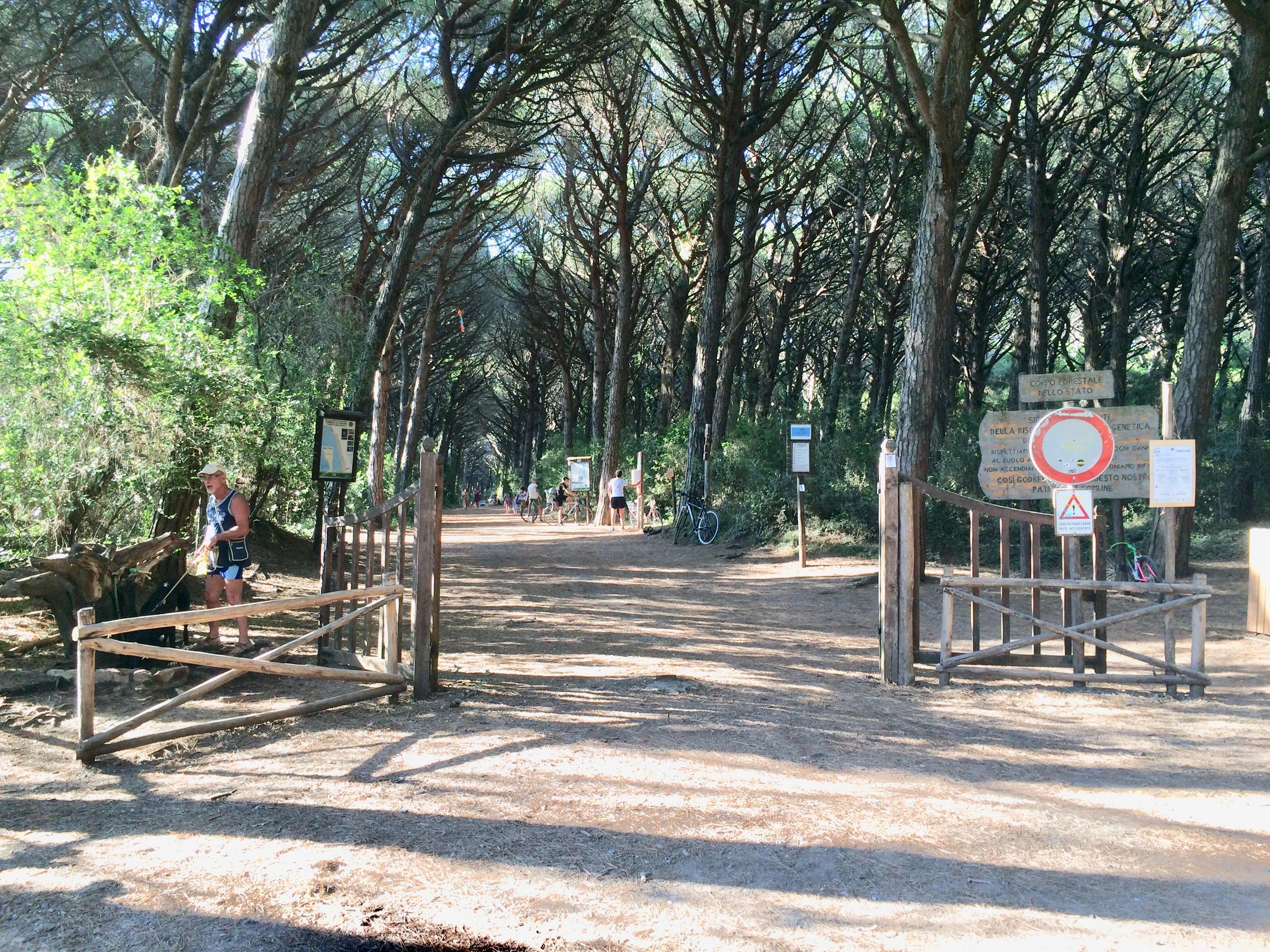 In pineta il confine tra i comuni di Cecina e Bibbona, correre si può ma solo fino al primo cancello 