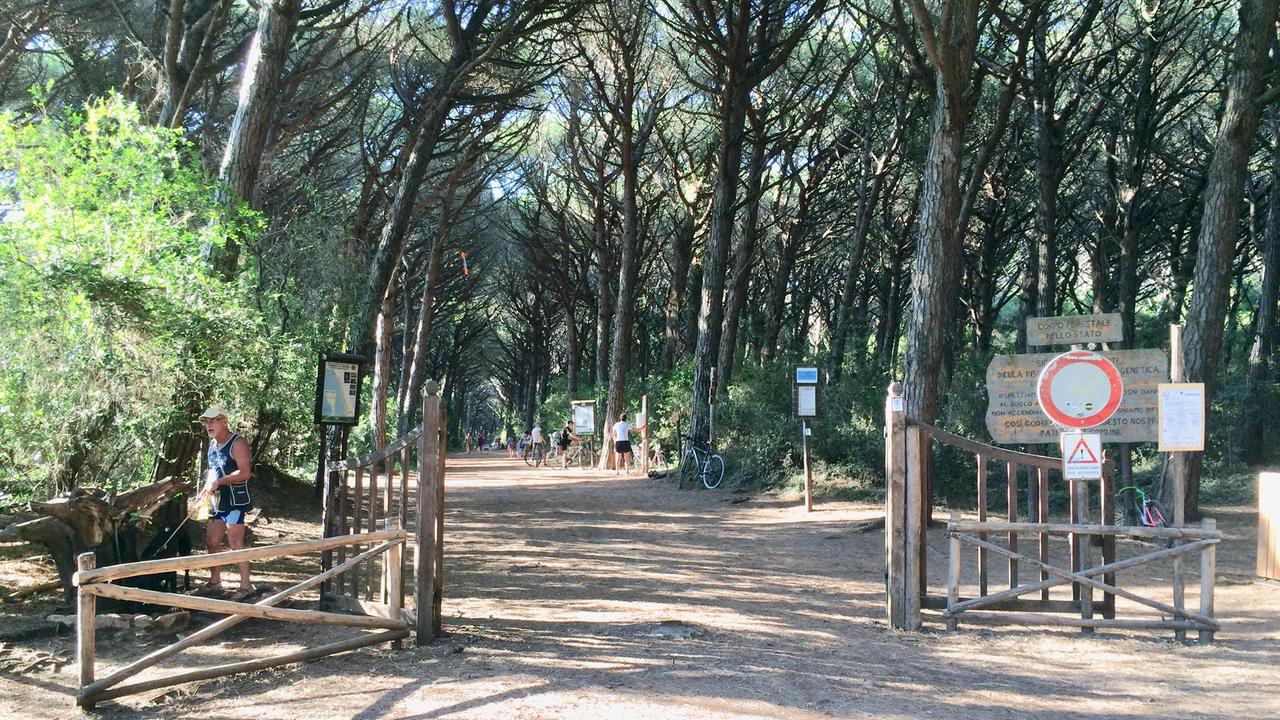 In pineta il confine tra i comuni di Cecina e Bibbona, correre si può ma solo fino al primo cancello