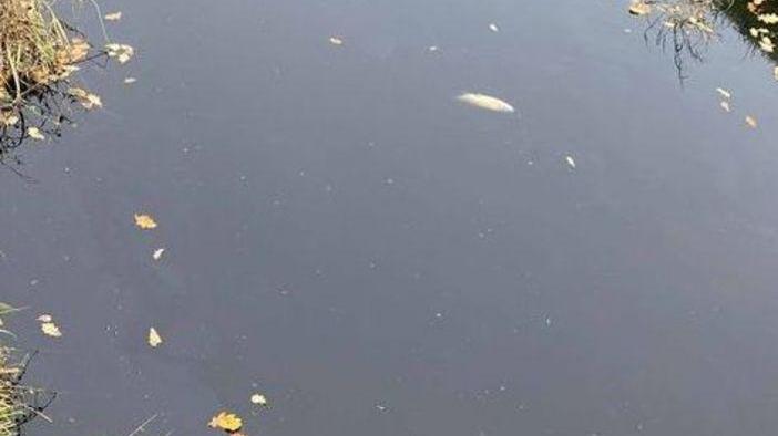 Inquinamento e pesci morti Allarme per il torrente Stella