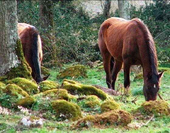 L’Anno forestale sarà online al via la tre giorni di studi