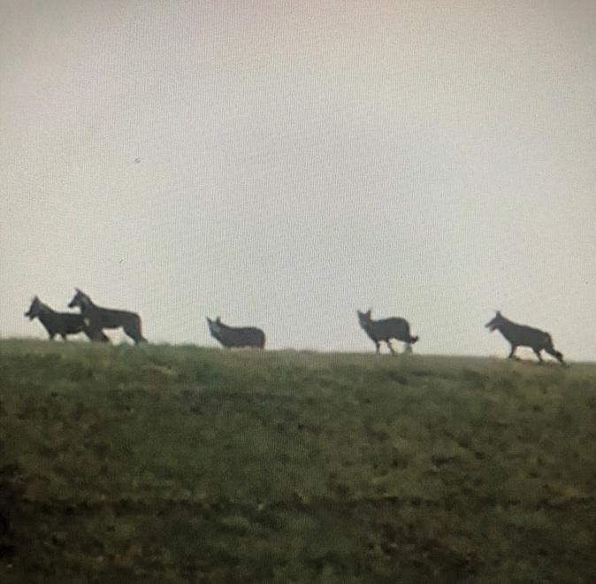 I lupi “ballano” a Campotto: faccia a faccia con il branco 