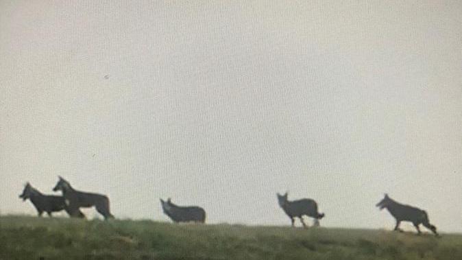I lupi “ballano” a Campotto: faccia a faccia con il branco