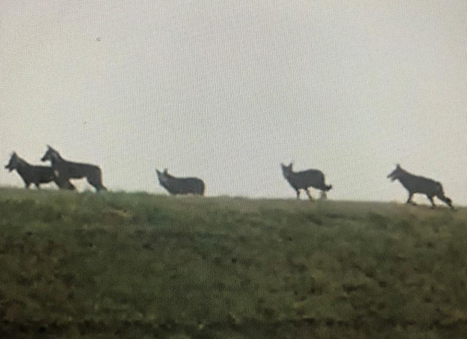 Lupi a Campotto. L'esperta: «Non sono una minaccia, ma non lasciate avanzi fuori casa» 