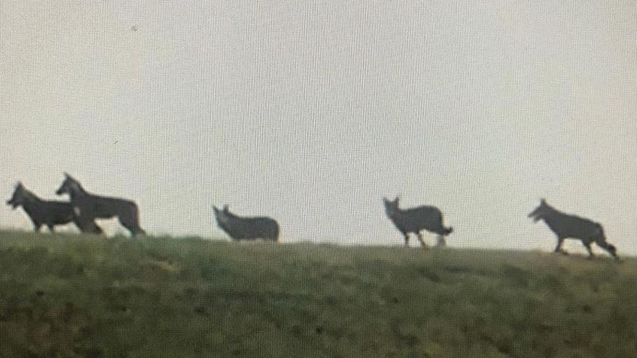 Lupi a Campotto. L'esperta: «Non sono una minaccia, ma non lasciate avanzi fuori casa»