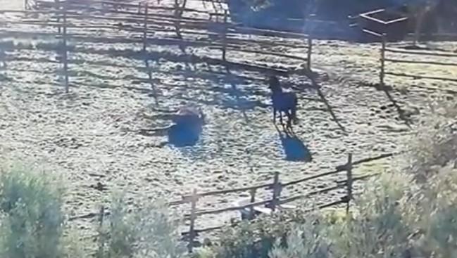 Un'immagine ripresa dalla videosorveglianza della tenuta gestita da Ihp in cui si vede la cavalla a terra negli attimi del decesso