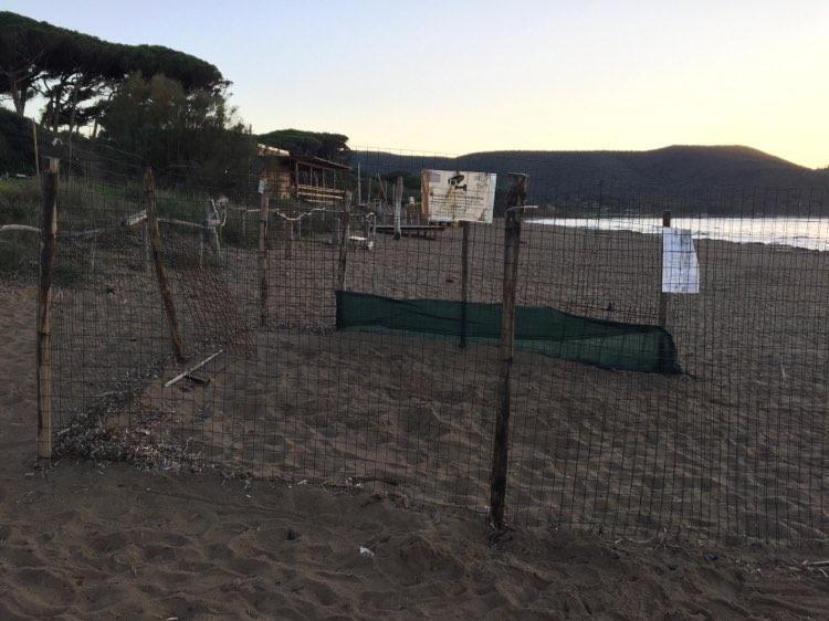 In spiaggia a Baratti ancora la recinzione del nido. Le uova trovate vitali ora sono a Grosseto
