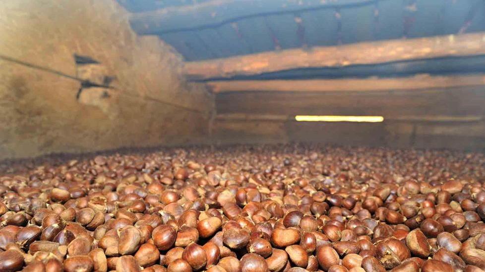 La “pistatura” delle castagne a Terra Madre-Salone del Gusto
