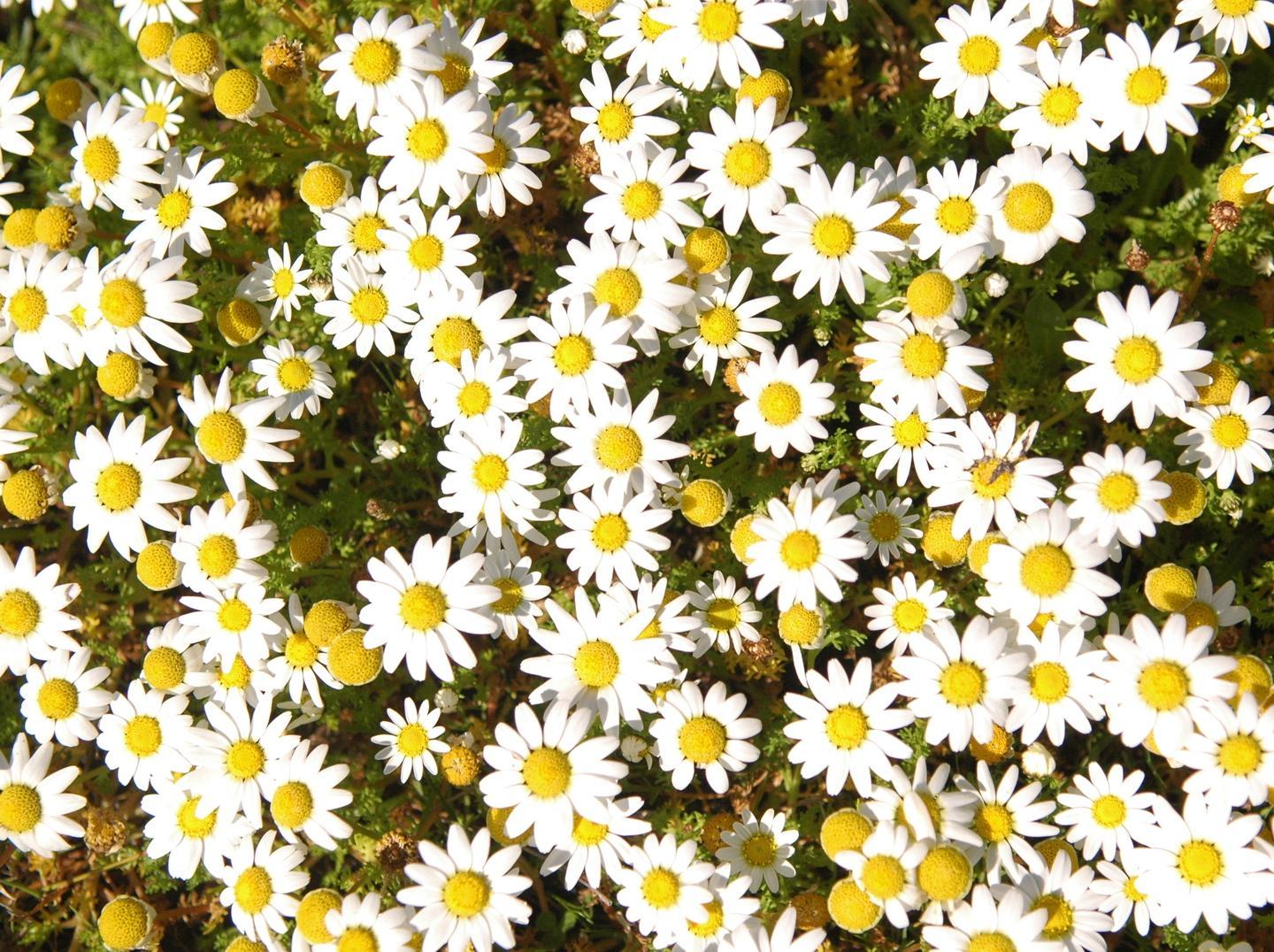 Parco, esperti in campo per le vespe 