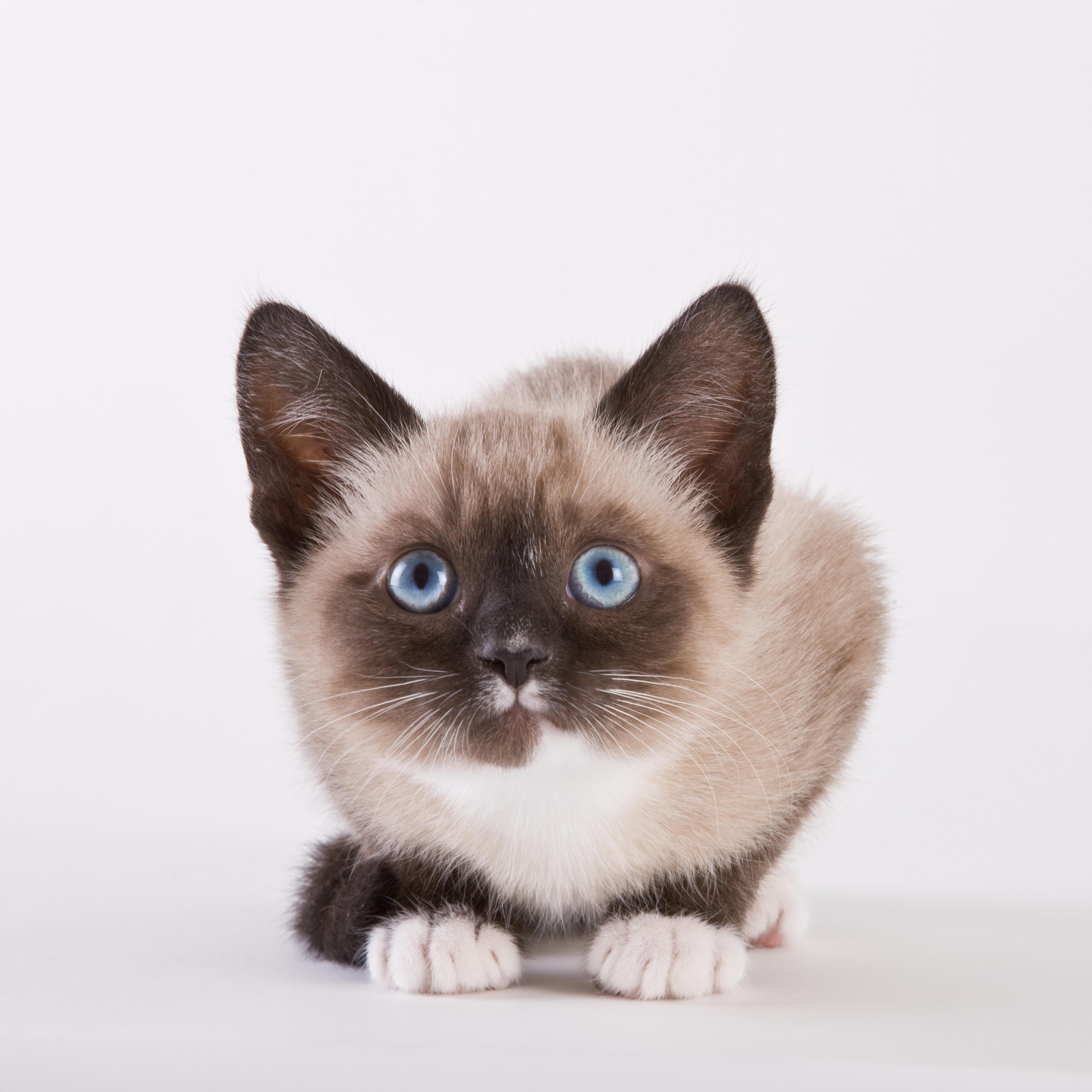 Un gatto siamese (foto di repertorio)