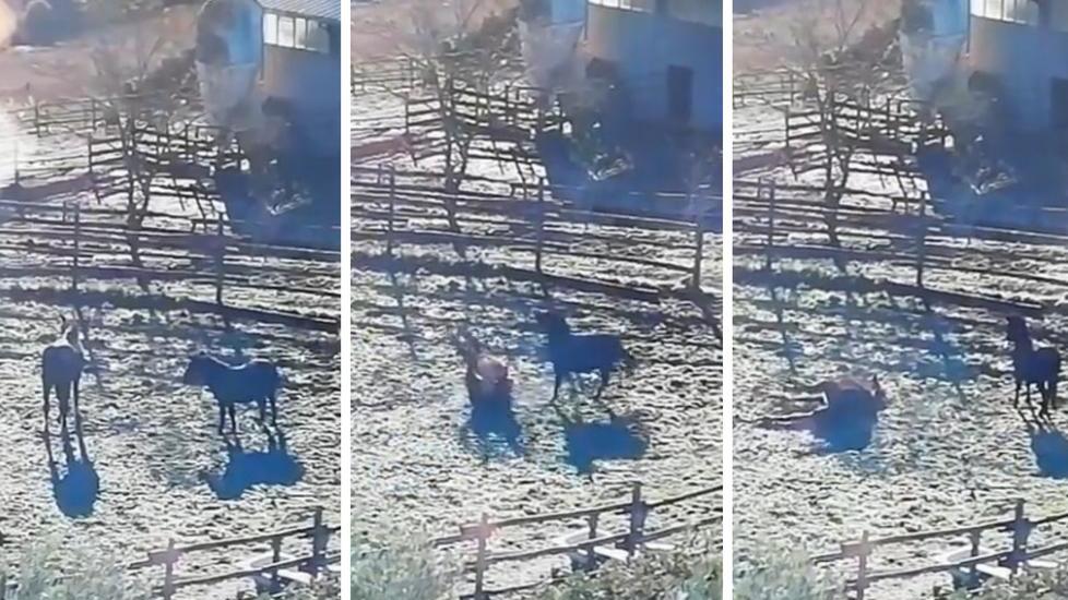 I tre momenti ripresi dalla videosorveglianza in cui il cavallo cade a terra prima di morire