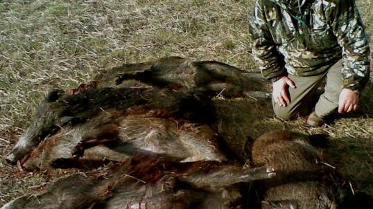 Le battute di caccia al cinghiale limitate dalle regole anti-Covid
