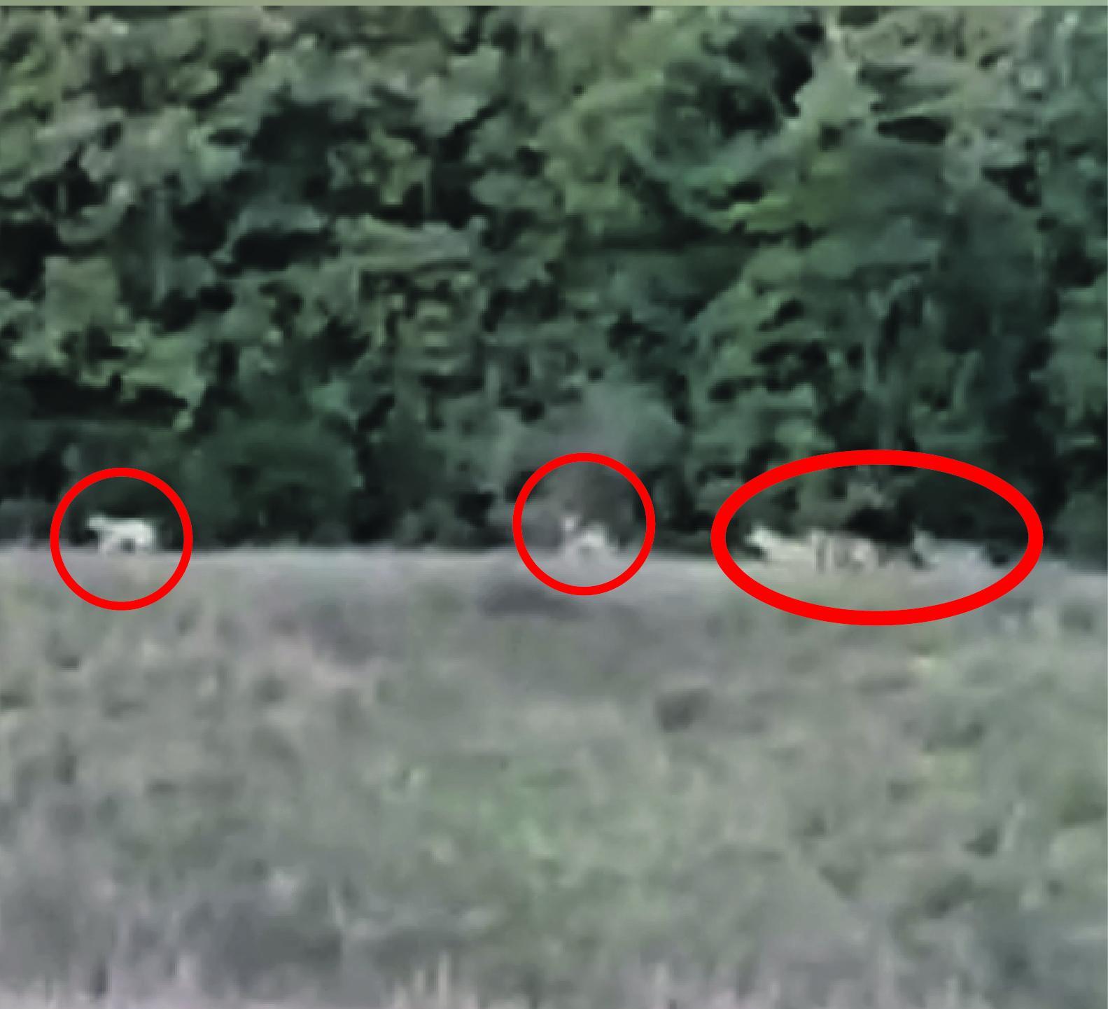 I predatori filmati vicino alla strada delle Strette