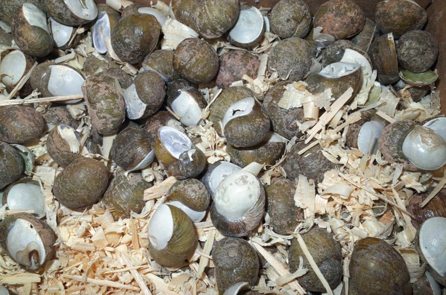 Le monzette (foto Alberto Maisto)