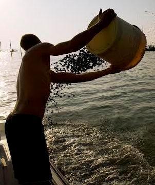 Vongole e tensioni: botta e risposta in Regione 