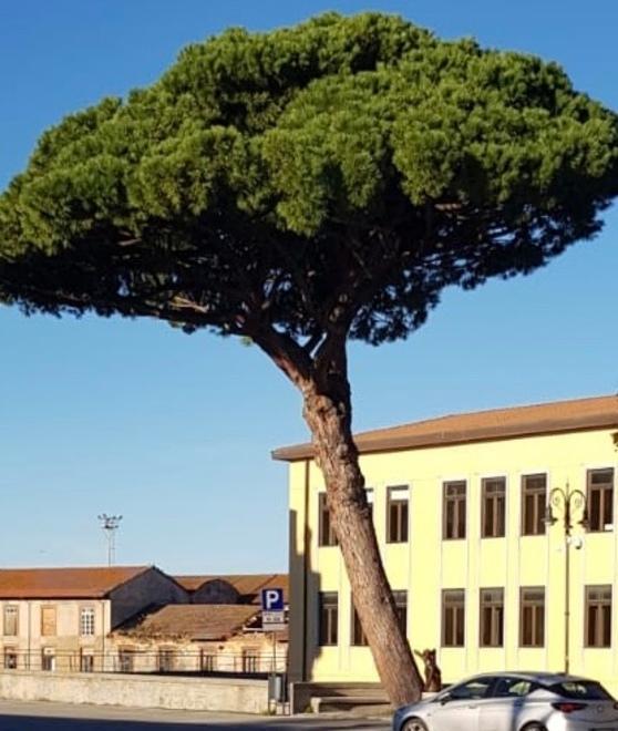 Grosso pino inclinato «Ma non è pericoloso»