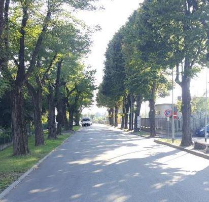 Alberi pericolosi e abbattuti Il sindaco: saranno sostituiti 