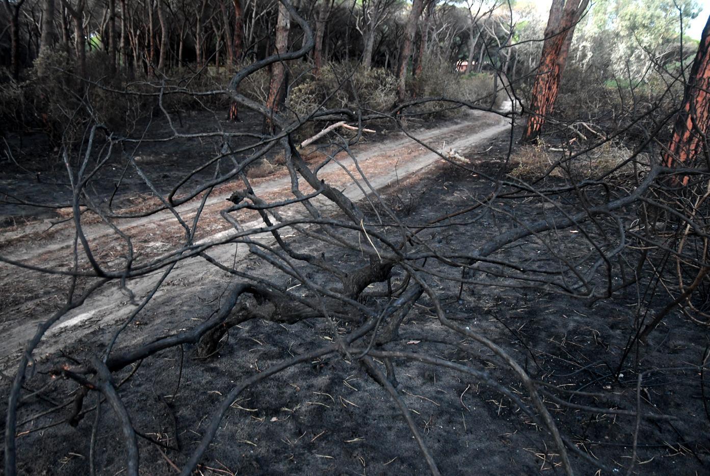 Allevatore sotto accusa per il rogo della pineta 