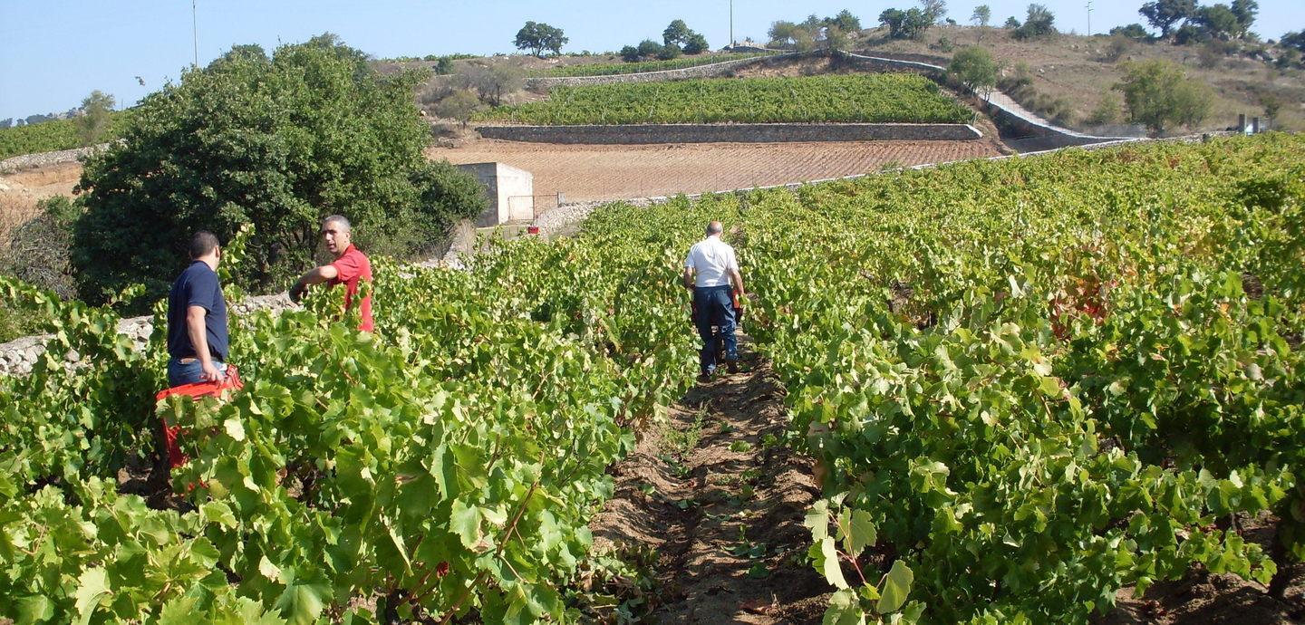 La diplomazia sventa lo scippo del Cannonau 