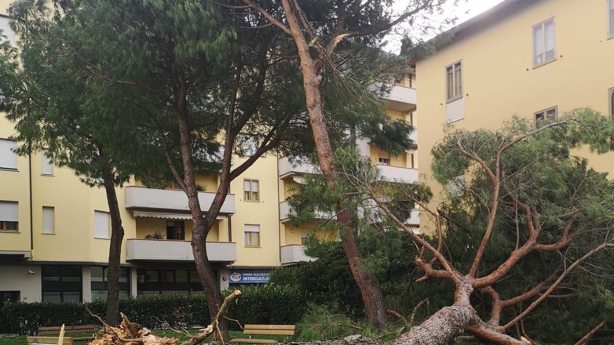 Il pino caduto in via Muzio Clementi e San Paolo