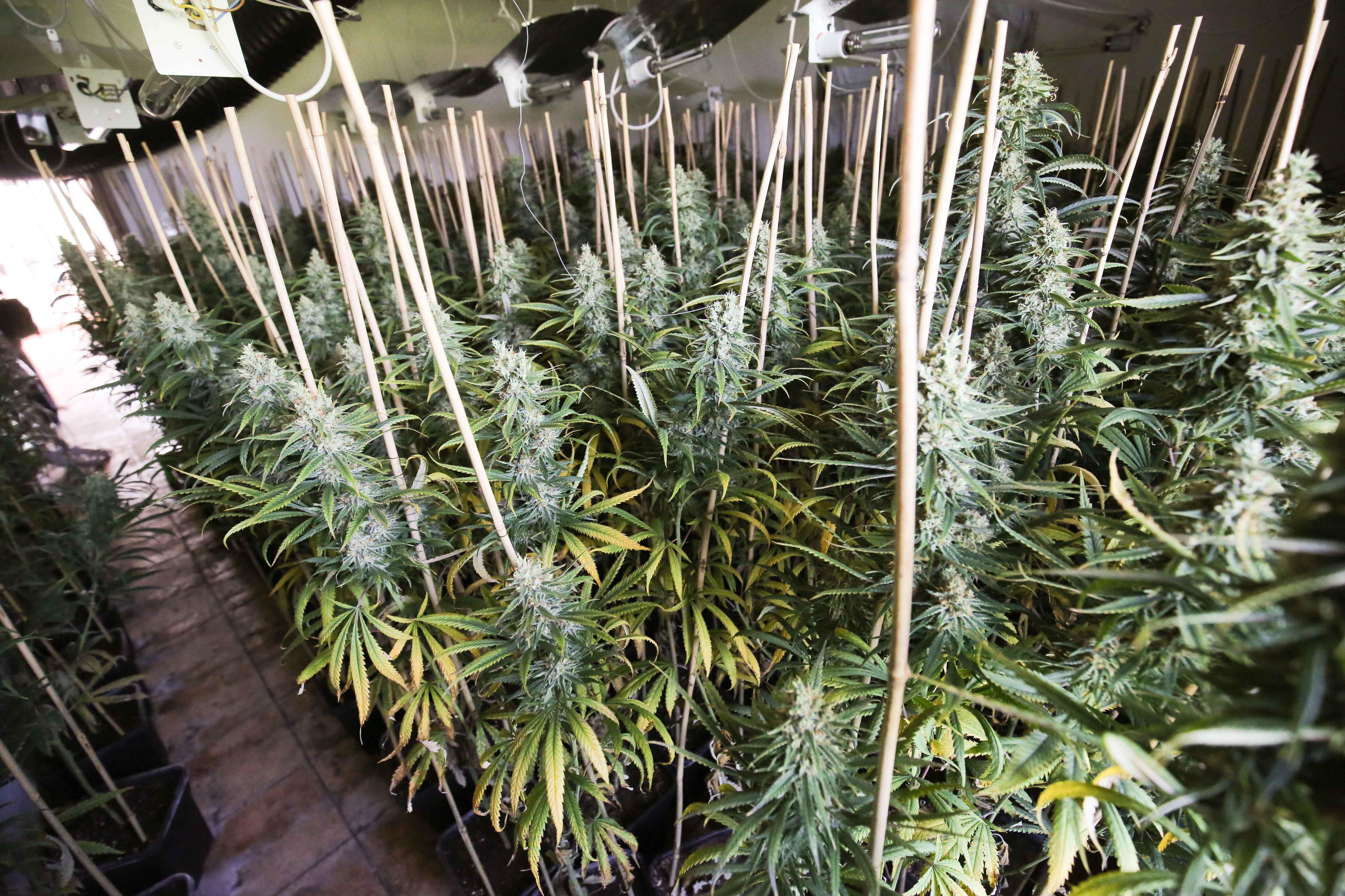 Una serra di marijuana (foto archivio)