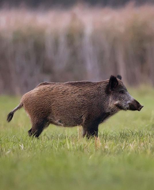 Caccia al cinghiale, si può fare Lasciapassare per i cacciatori 