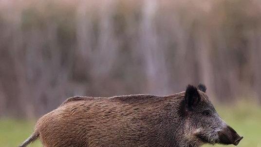 Caccia al cinghiale, si può fare Lasciapassare per i cacciatori