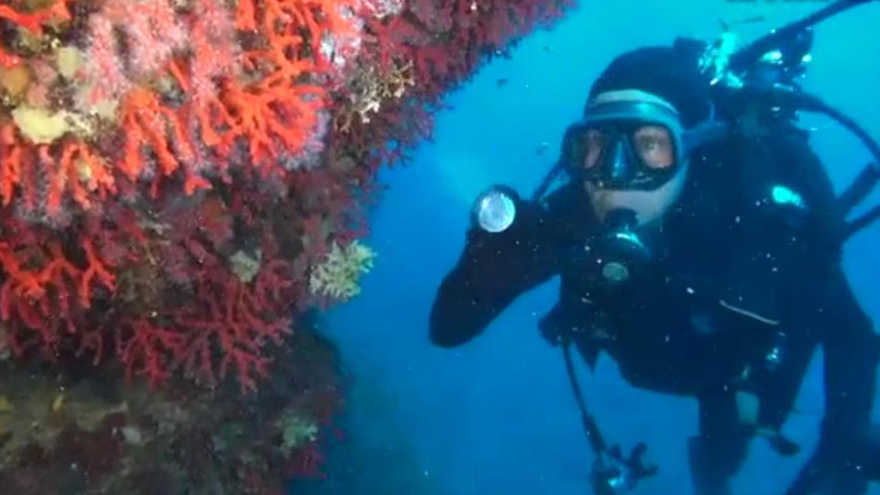 Nei giorni del lockdown il fascino segreto dei fondali di Calafuria - video